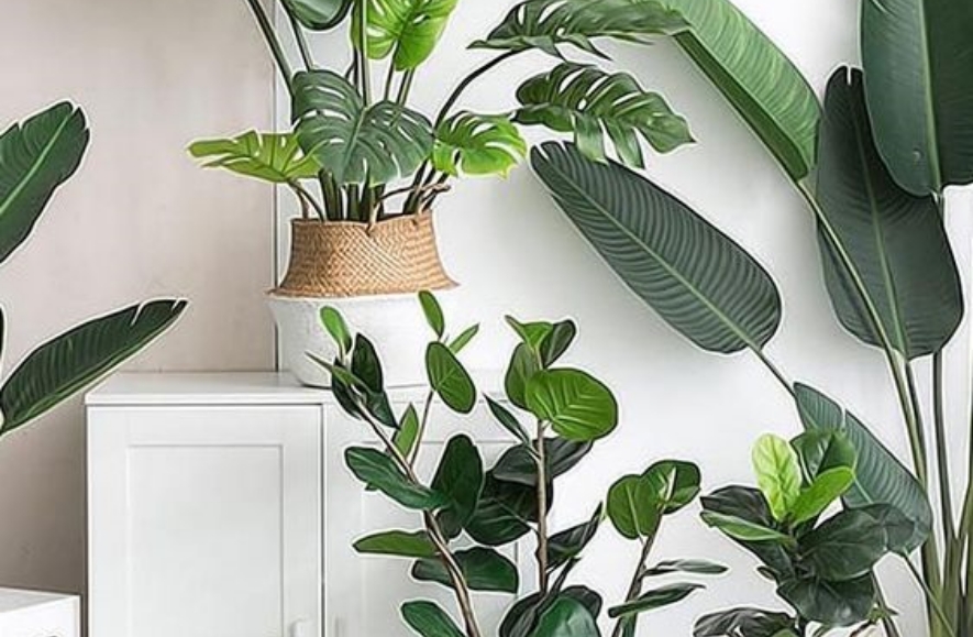 複数の観葉植物の写真